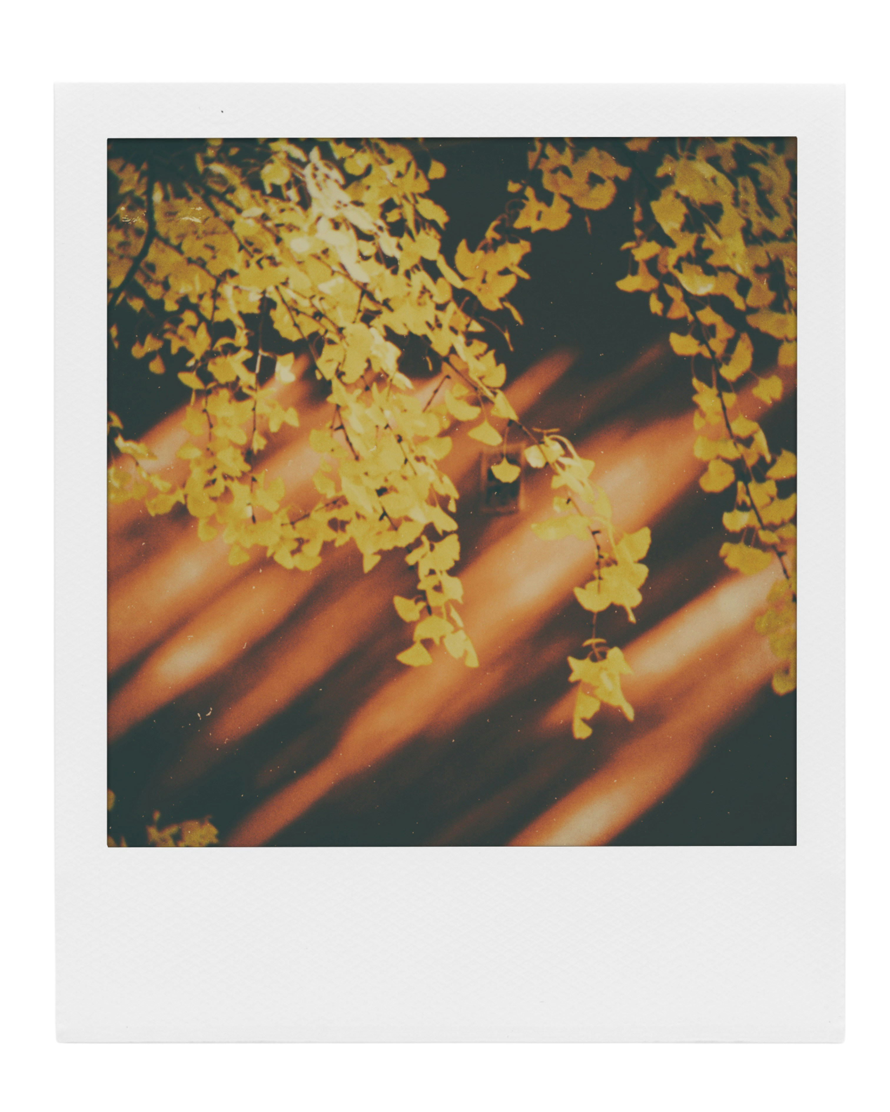 Polaroid